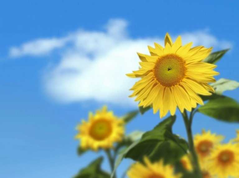 Application of glutathione in the field of plant growth Application of glutathione in the field of plant growth