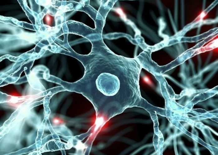 Physiological functions of citicoline Physiological functions of citicoline