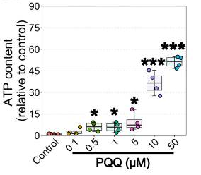 The effect of PQQ administration on ATP in vitro The effect of PQQ administration on ATP in vitro