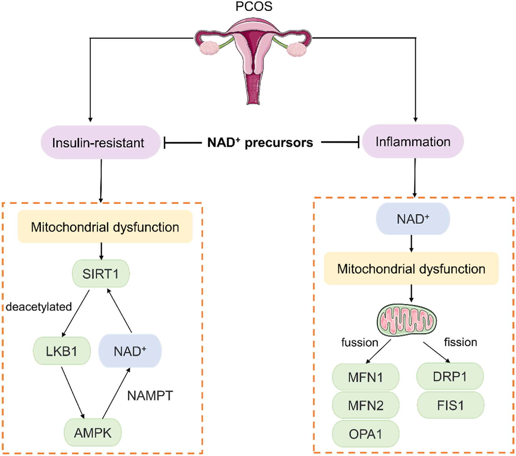 What are the effects of supplementing NAD+ and its precursors on women? What are the effects of supplementing NAD+ and its precursors on women?