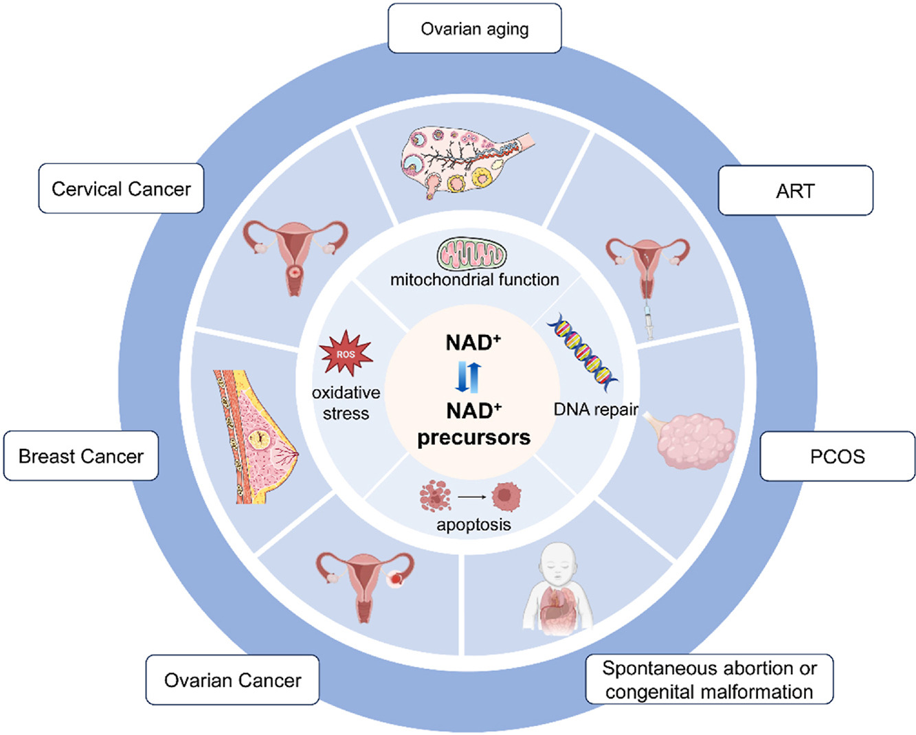 What are the effects of supplementing NAD+ and its precursors on women? What are the effects of supplementing NAD+ and its precursors on women?