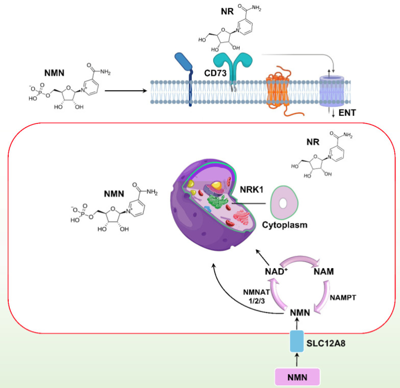 Figure: Graphical representation of NMN absorption in cells