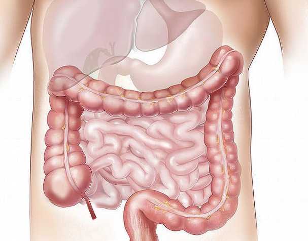 The Role of NMN in Intestinal Health The Role of NMN in Intestinal Health