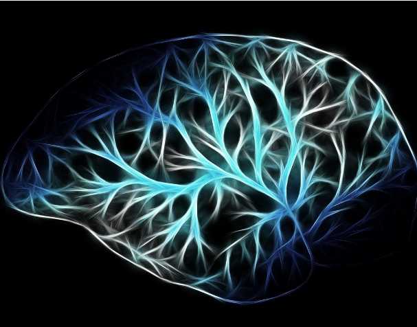 Effects of PQQ on Brain Function Effects of PQQ on Brain Function