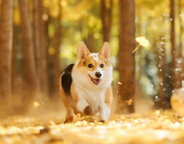 PQQ: Improves cognitive and motor skills PQQ: Improves cognitive and motor skills