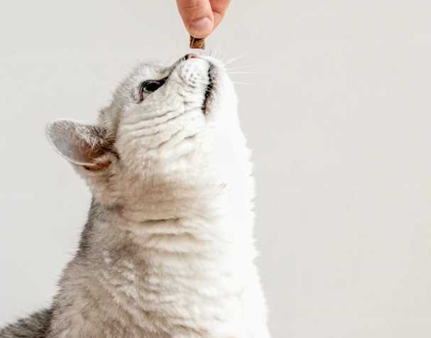 Coenzyme Q10: Promotes Cardiovascular Health Coenzyme Q10: Promotes Cardiovascular Health