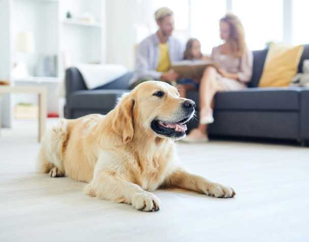 Cognitive Function Cognitive Function