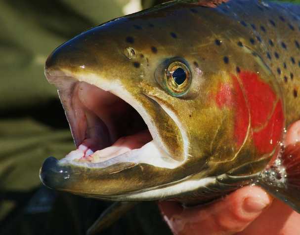 Improve growth performance